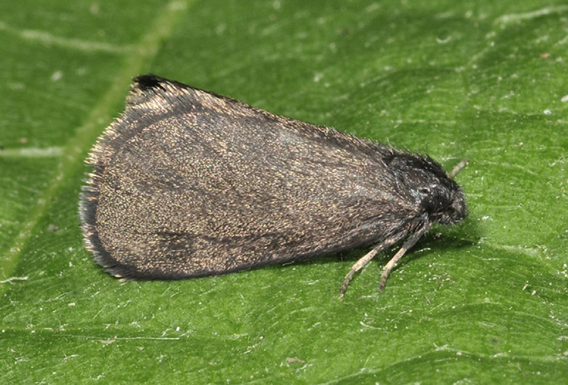 Psychidae - Thyphonia ciliaris (Cfr)